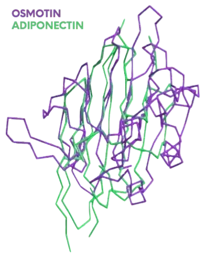 Osmotin's and Adiponectin's 3D structures overlap allowing Osmotin to mimic Adiponectin's functions.