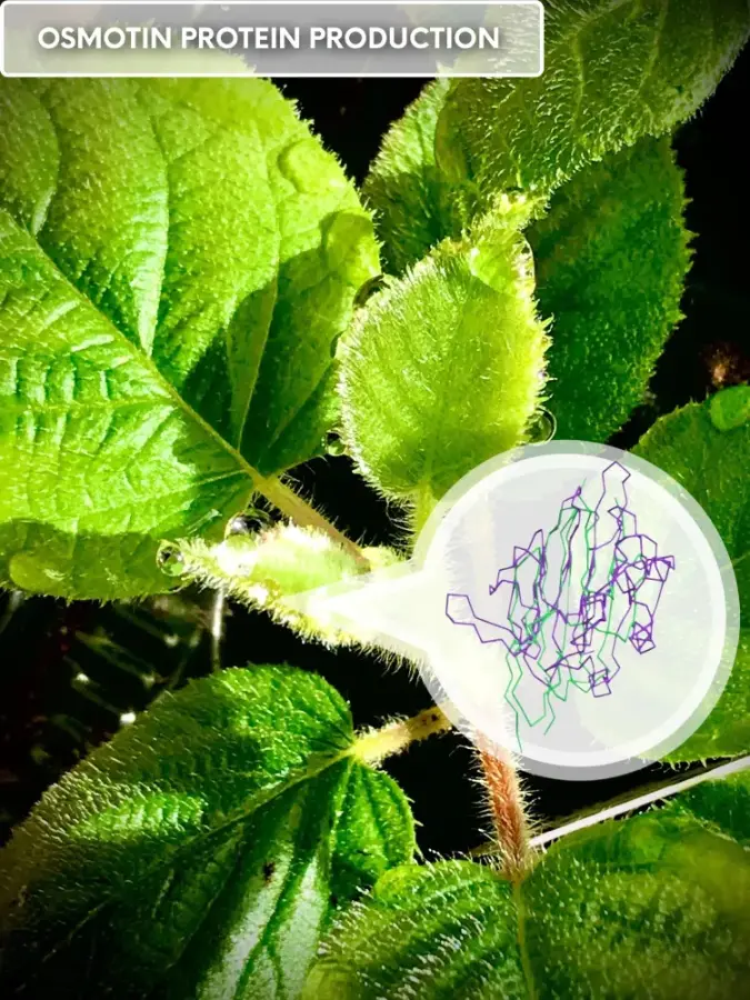 Every cell in our plants produces large amounts of Osmotin.